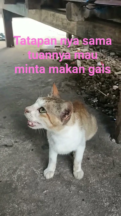 tatapan nya sama tuannya mau minta makan gais lucu dan imut #l