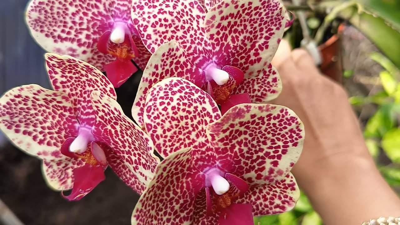 Уход за орхидеями для их раннего и обильного цветения #коллекцияорхидей #дендробиум #каттлея #ванда