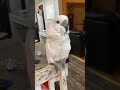I ask my cockatoo to poop at his cage he goes off