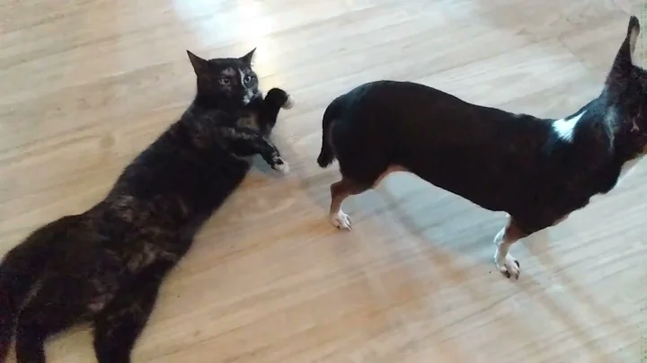 Watch the video about Tortie Cat in Heat #10 Tortoiseshell Maine Coon Cat Nala #tortoiseshell #cat #youtuber