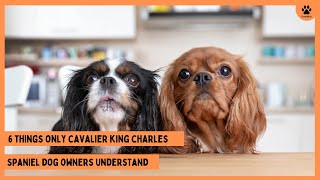 6 Things Only Cavalier King Charles Dog Owners Understand