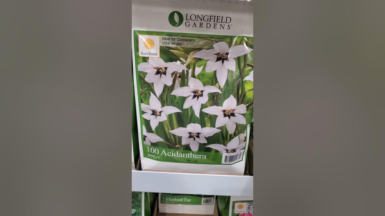 Good deals on Costco bulbs gardentherapy YouTube