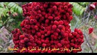 ما هو السماق؟ وما هي فوائده وأضراره على الصحة؟