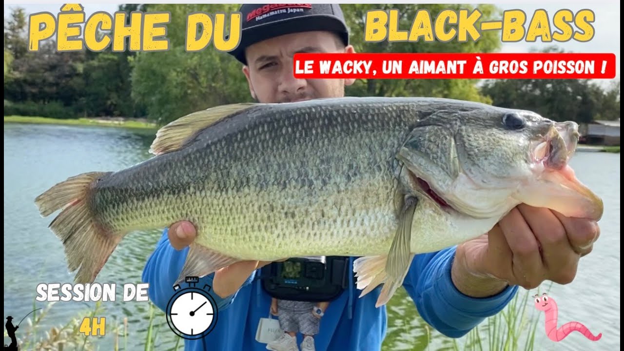 Le Black-bass, comment débuter la pêche au wacky dans un milieu pressurisé? (Episode N°1) 🇫🇷