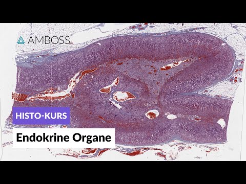 Histologie der endokrinen Organe - Mikroskopische Anatomie - AMBOSS Video
