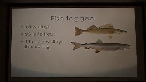 Lake Trout Spawning Behavior and Acoustic Telemetry Tracking Projecty by Tori Pinhiero