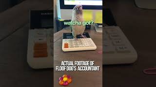 Floof Dog’s Accountant