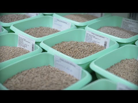 Wideo: Jakie Produkty Ze Stołu Noworocznego Są Szkodliwe Dla Zwierząt