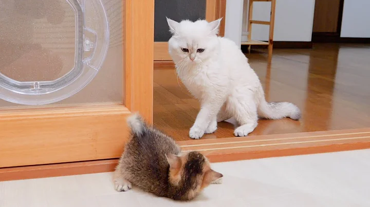 Watch the video about A kitten who wants to play with its daddy cat will be defeated with a single punch.