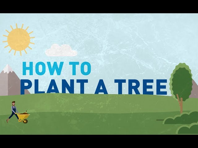 How to Plant a Tree