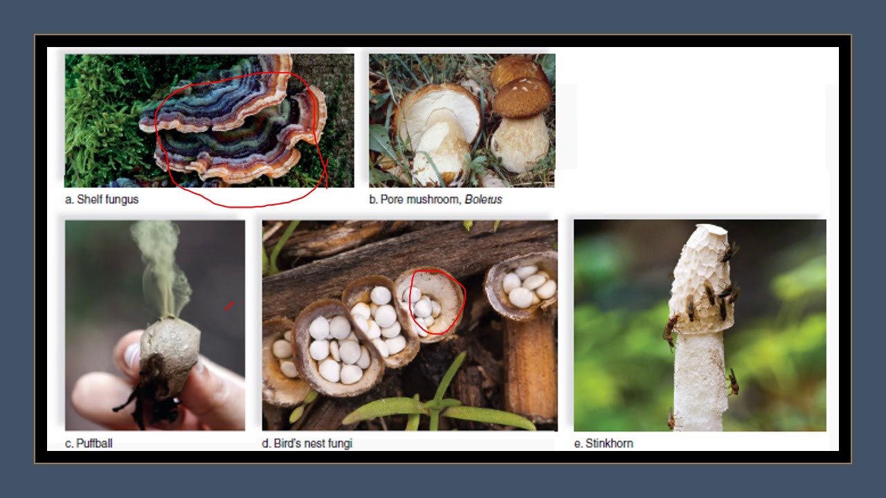 Chp 22 Fungi Part 2: Fungal Classification