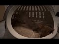 寝ている保護猫兄弟を撫でる
