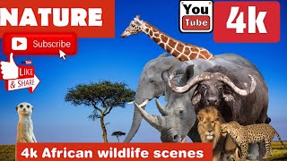 African Safari 4K Film: Relaxing Piano Music, Animals, and Scenic Beauty