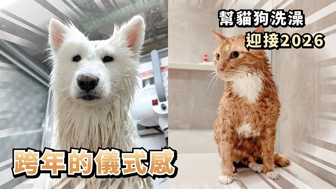 『跨年的儀式感』幫貓狗洗澡，迎接2026(薩摩耶多比Dobby is free)