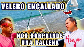 Un velero encallado en Caleta de Campos - Saltó una ballena en la bahía