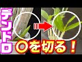 【デンドロビューム】一年間の管理方法。○○月が肝！性質を把握するとより面白い！！