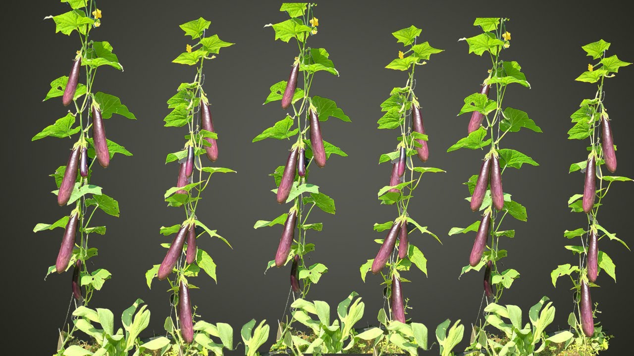 Unbelievable This way I can easily propagate any kind of plant - YouTube