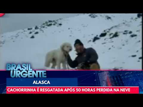 Puppy rescued after being lost in the Alaska snow for 50 hours | Brasil Urgente