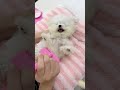 Behind the cuteness hides evil 😂 #Bichon Frise #Looking fierce yet adorable #So cute! #Teacup dog