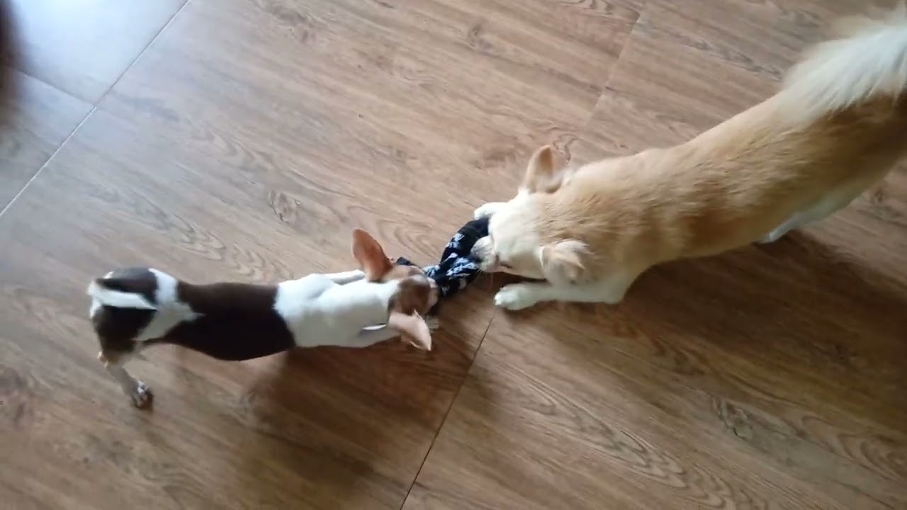 Angry Chihuahuas tug of war