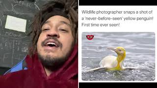 When did YELLOW penguins drop! #PatGeo 🐧