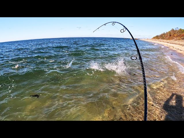 Thousands of Fish Trap Bait On Beach - EPIC Surf Fishing Blitz! 