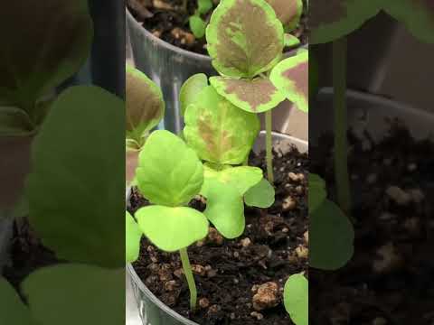 Video: Pretentieloze plant - coleus. Groeien uit zaad