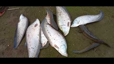 Tối câu nàng hai sáng sớm rê cá loc kết quả ngoài mong đợi. Tuansongray #cauca. Sdt0972570696