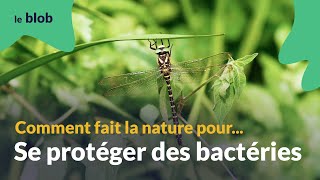 Se protéger des bactéries | Les nanotechnologies du vivant