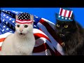 Happy 4th of July - from Cats