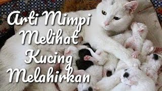 Arti Mimpi Melihat Kucing Melahirkan