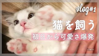 初日から甘えん坊で可愛いすぎるラグドールの子猫溺愛不可避【bonbon_vlog#1】