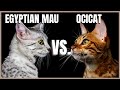 Egyptian Mau VS. Ocicat の動画、YouTube動画。