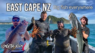 Big fish every drop, crayfish, Paua, and Snapper. East Cape NZ. #fishing #adventure #newzealand
