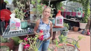 Desert Rose care for winter Part 1