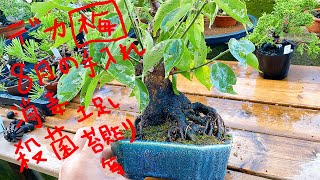 梅盆栽8月は何する？花芽分化の様子を確認してみた - YouTube