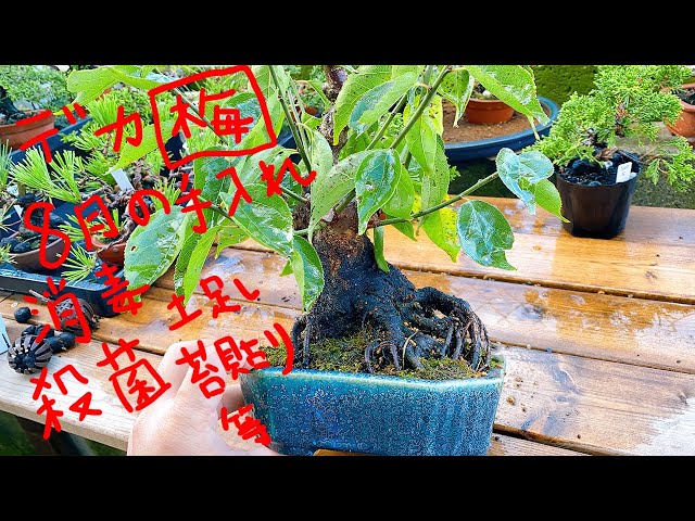 花梅　大盆　いまは花が散り、葉が芽吹いています 梅盆栽8月は何する？花芽分化の様子を確認してみた - YouTube