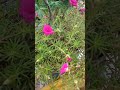 My garden flowertrending youtube flowers