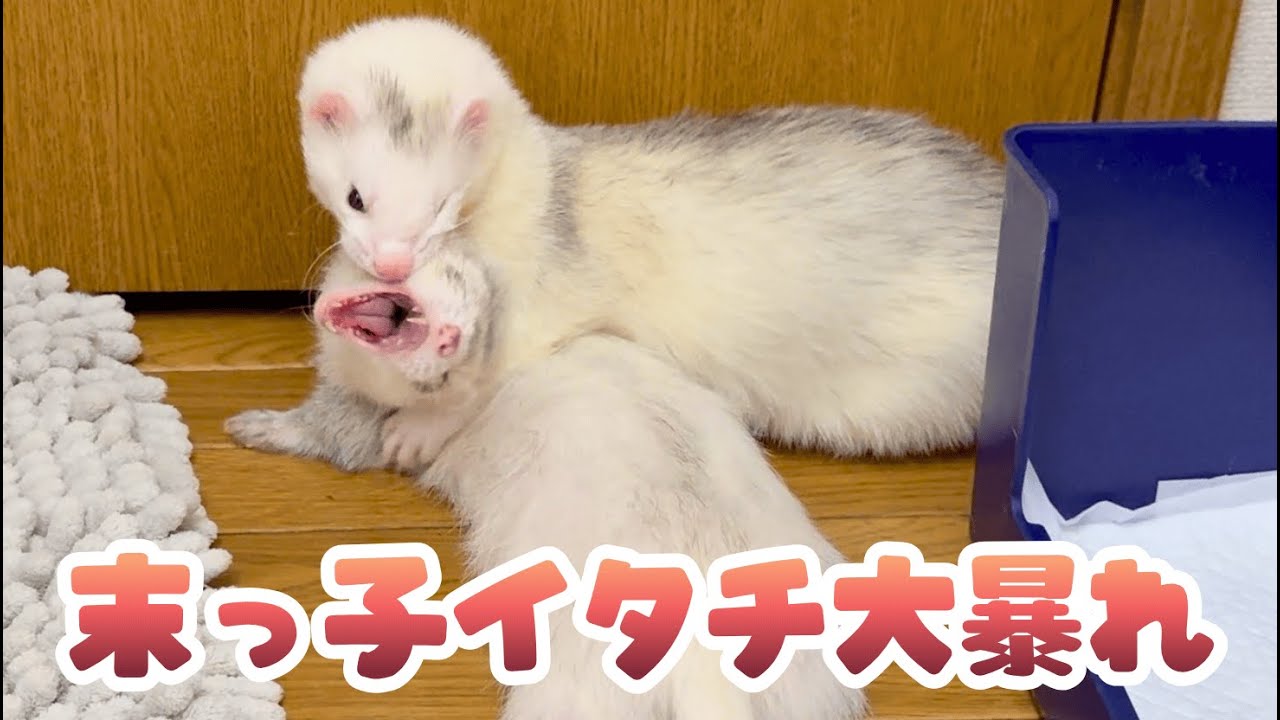 あおいの　だっこして！フェレット maxresdefault.jpg
