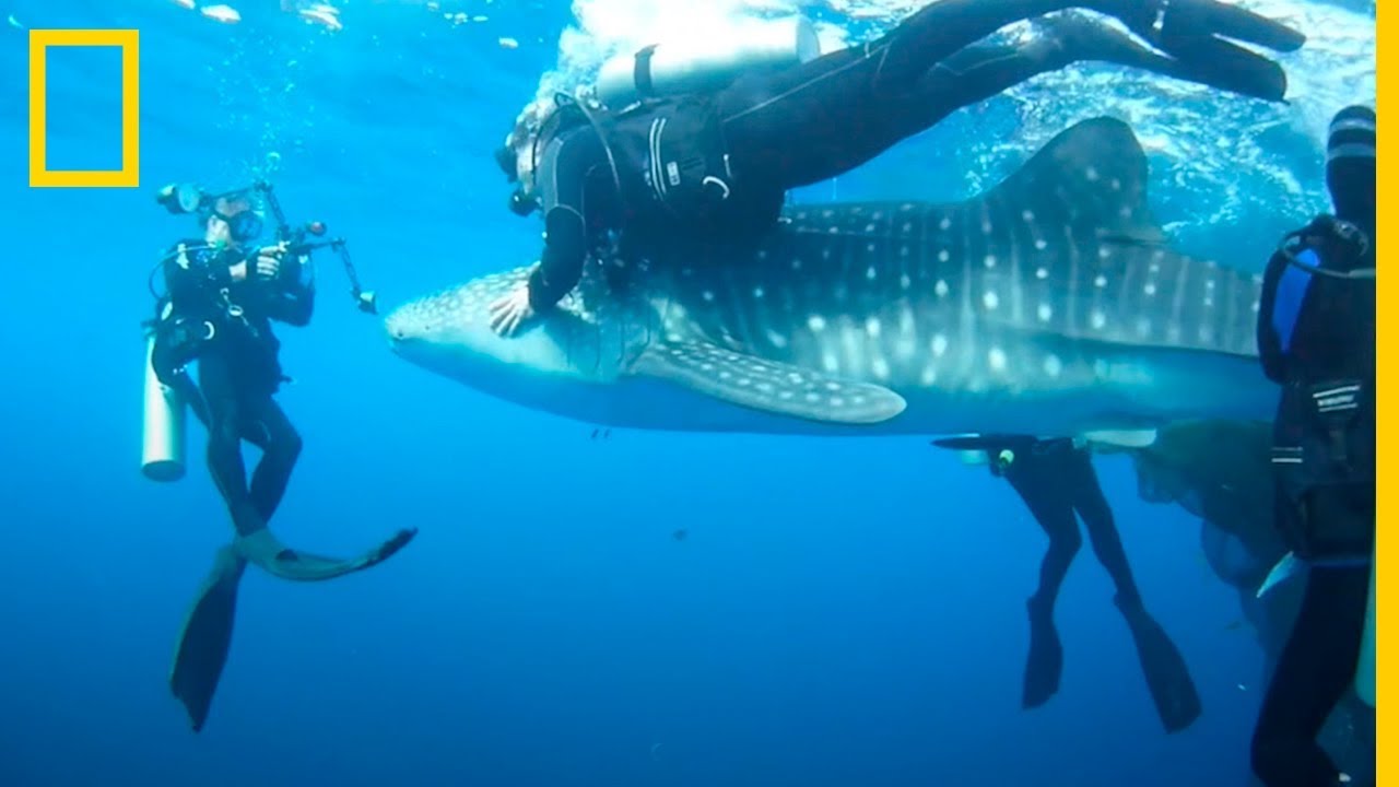 Rescate de 4 TIBURONES BALLENA atrapados en redes de PESCADORES | National Geographic en Español videos de ciencia ficcion