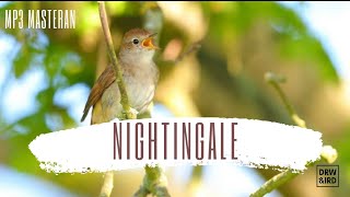 Suara Merdu Burung Sikatan Londo | NIGHTINGALE