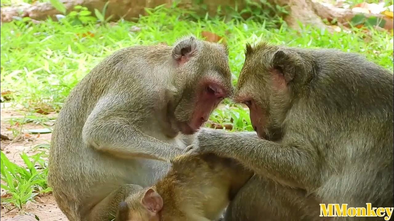 Гибрид свиньи и обезьяны. Monkey pig. Monkey pig. Приматы и кабан. Обезьяна на кабане.