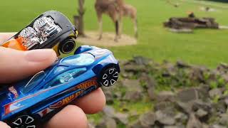 Hot Wheels - Sling Shot and Rodger Dodger 2.0 visiting the ZOO🚗🐪🦁🐊