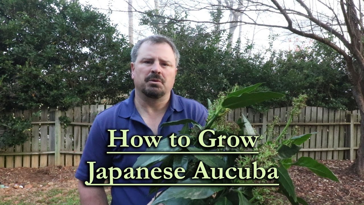 How to grow Japanese Aucuba (Evergreen Shade Shrub)
