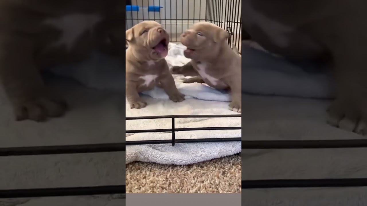 american bully puppy attack sound 🐾😈 ig flyingmachine55 subscribe