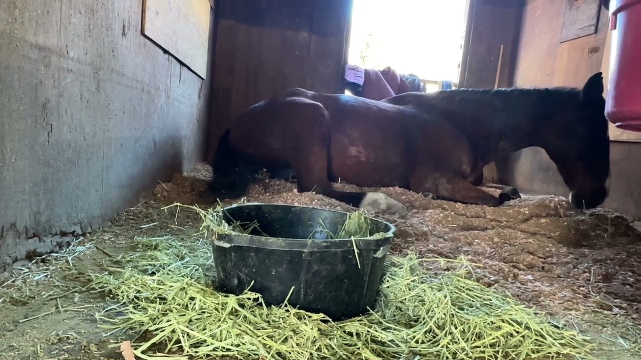 爆睡するさっちゃん。🤫#サチモ #horses #最高の日