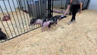 14-5 spot gilt