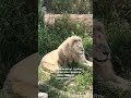 Сафари-парк Эльче 🐾 Куда поехать с детьми в Испании | Морские львы и 100+ животных
