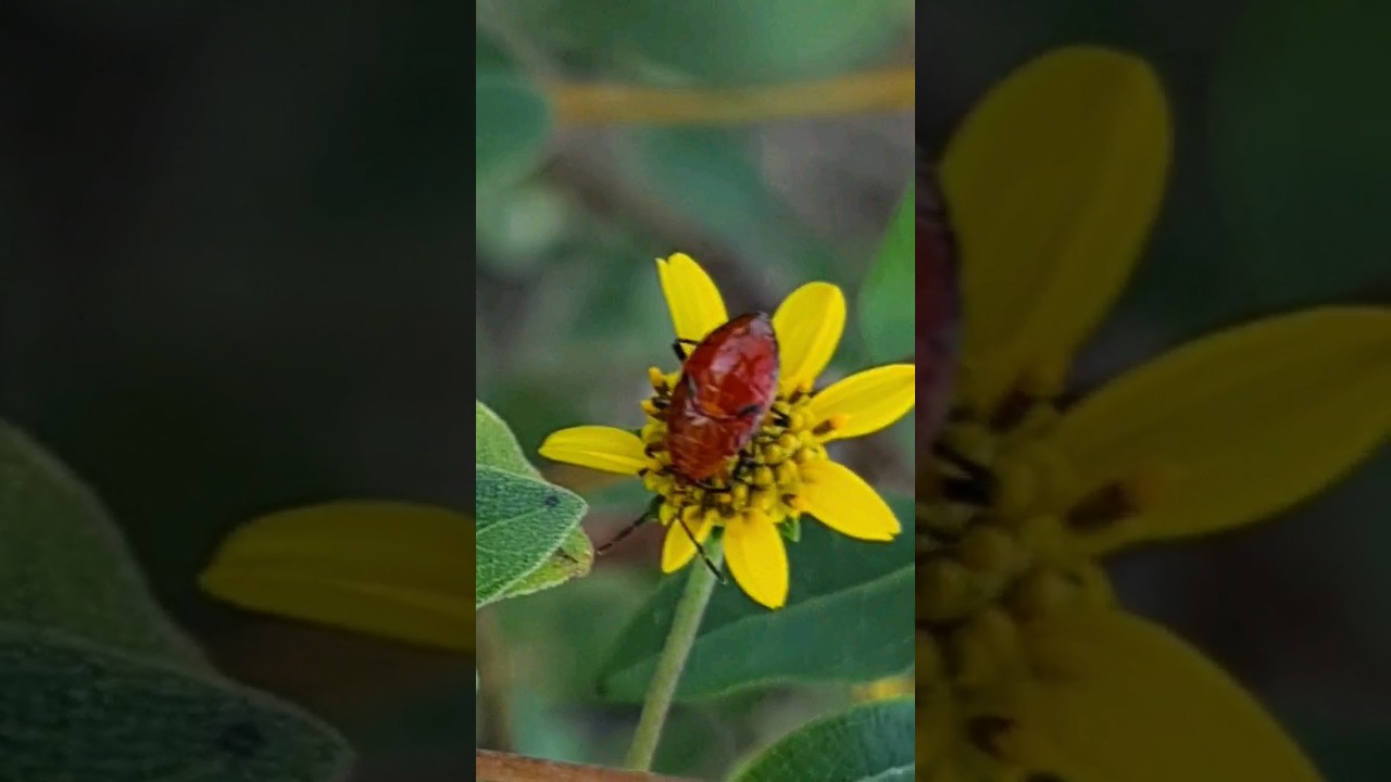 Red shield bug nymph on yellow Jerusalem artichoke flower Playa del Carmen Mexico plant insect life