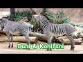Grevy’s Zebra 🦓 Kahlfani is smaller than Duni🌟雄のカルファニはメスより小柄です。 Los Angeles Zoo